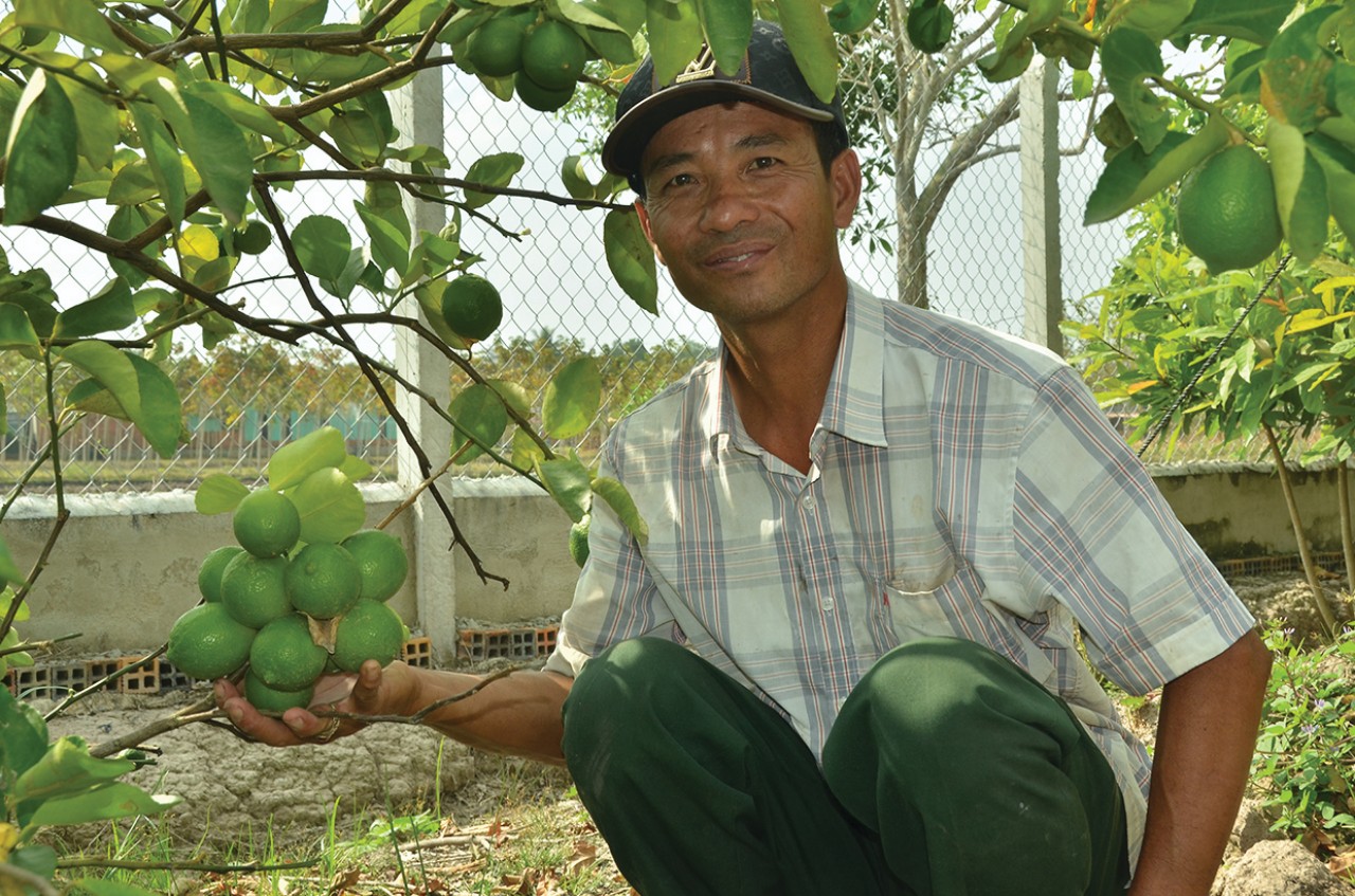 Cho 2 cây này chung vườn ở Tây Ninh, không thấy &quot;cãi nhau&quot;, đã thế còn thi đua ra quả &quot;vô tội vạ&quot; - Ảnh 4.