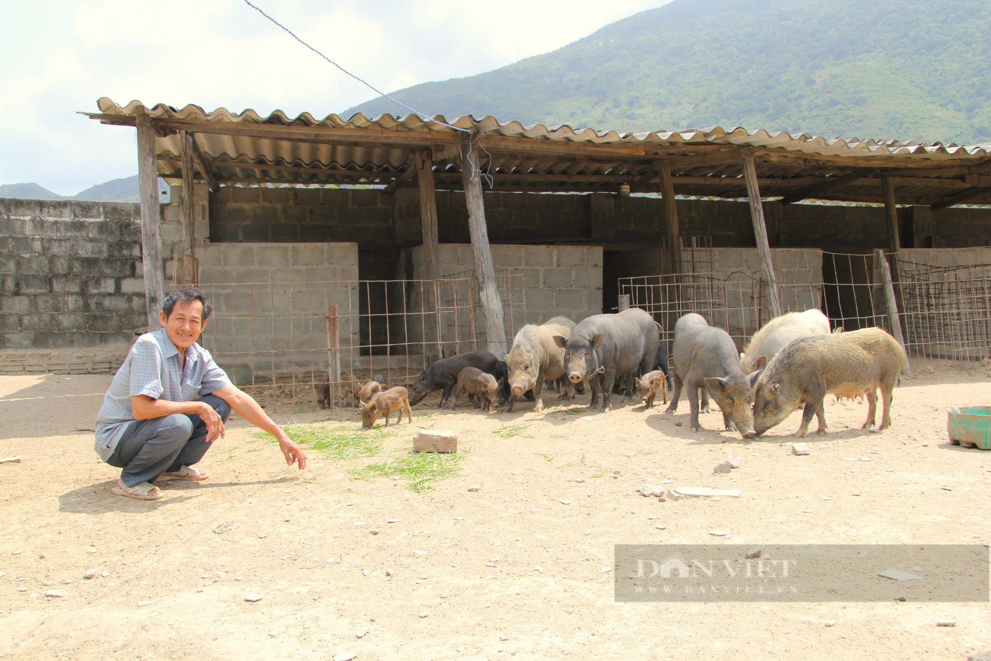 Nông dân vươn lên làm giàu từ mô hình nuôi heo đen thả vườn ở niềm núi Ninh Thuận - Ảnh 1.