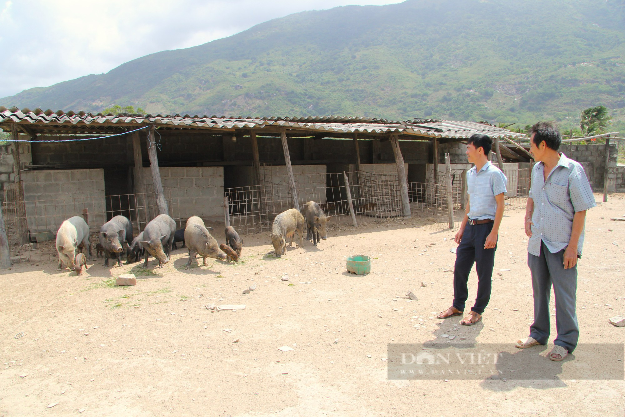 Nông dân vươn lên làm giàu từ mô hình nuôi heo đen thả vườn ở niềm núi Ninh Thuận - Ảnh 6.