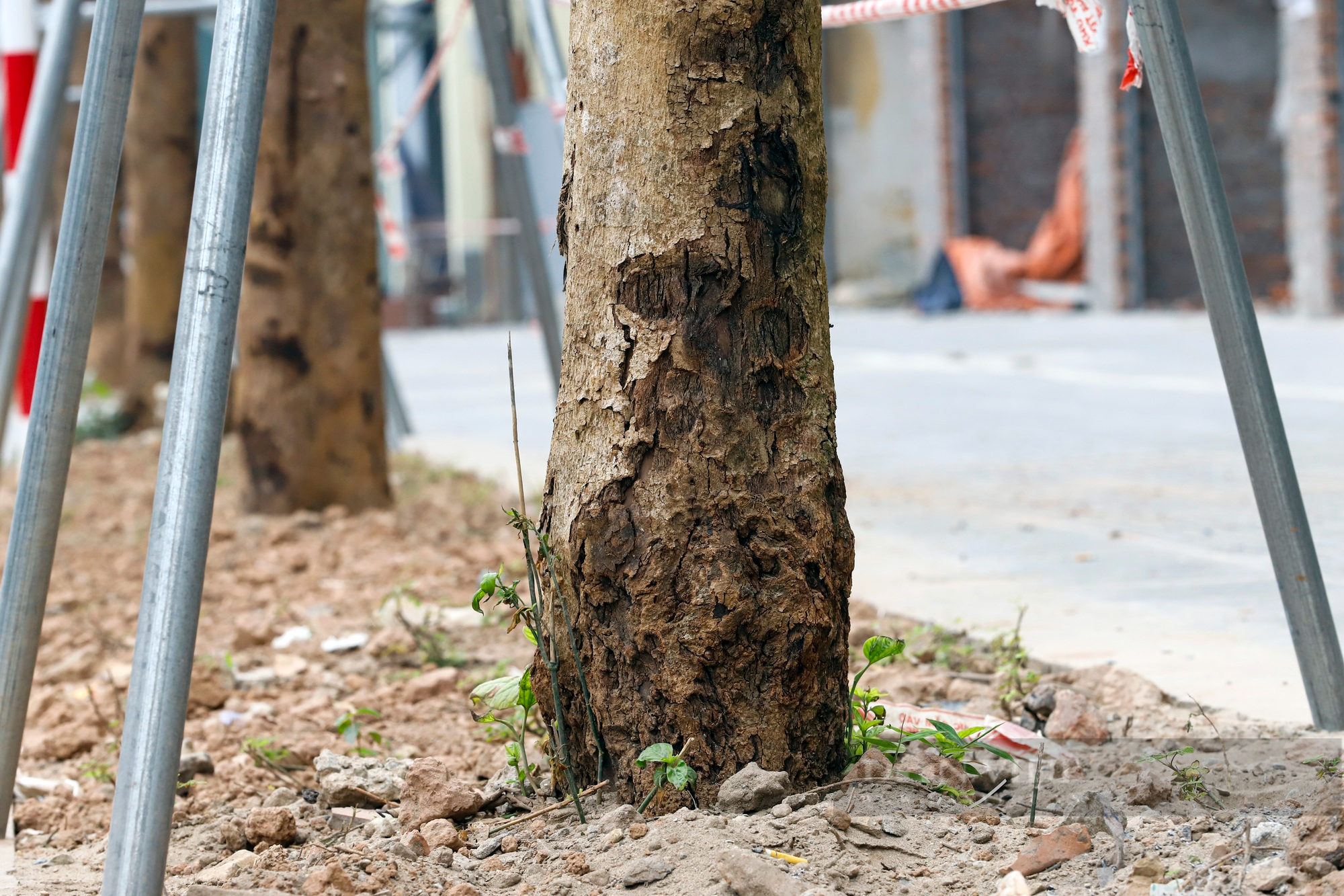 Hàng loạt cây xanh có dấu hiệu chết khô trên tuyến đường trăm tỷ mới mở tại Hà Nội - Ảnh 4.