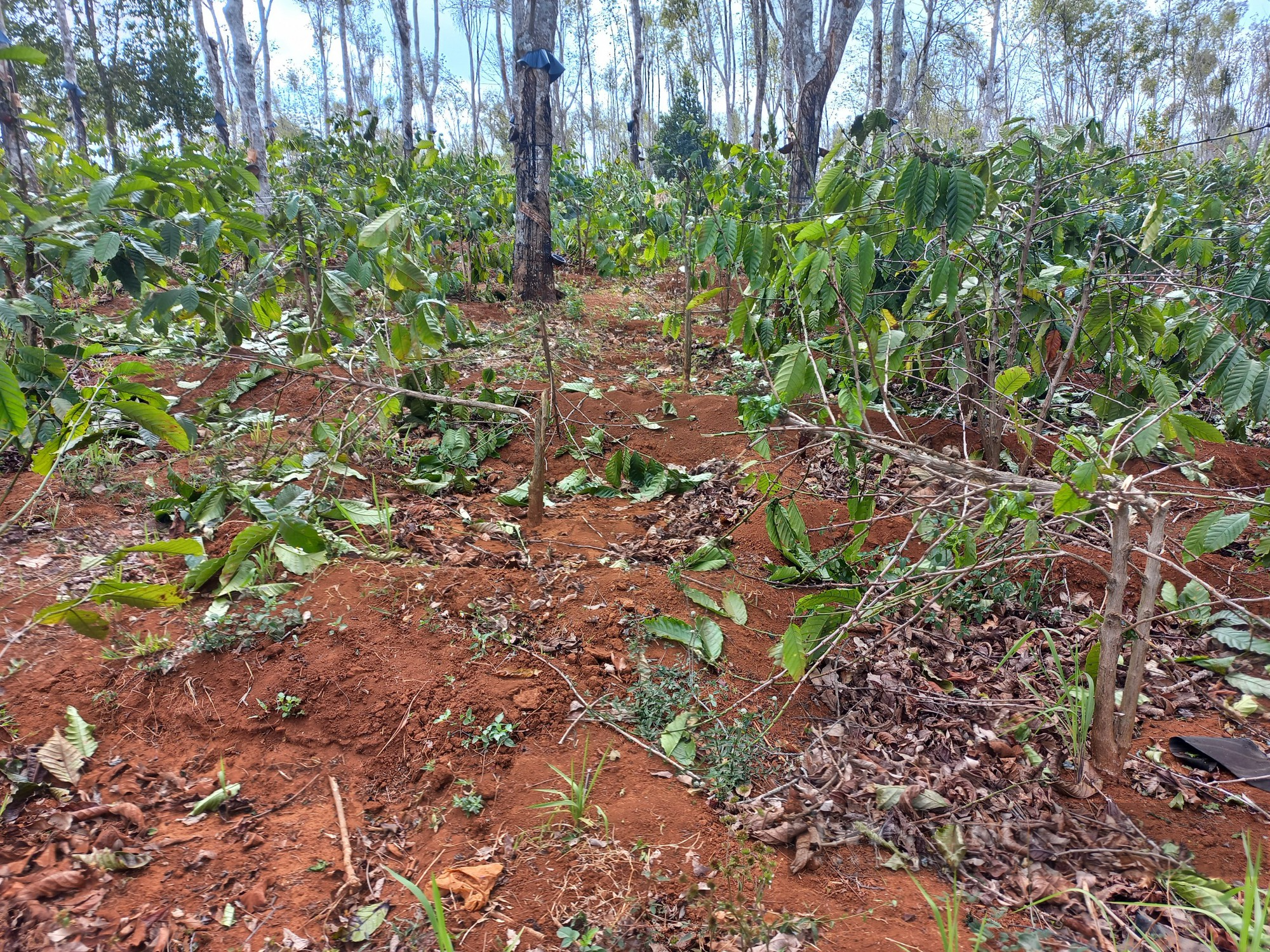 Hơn 1.000 cây cà phê ở Gia Lai bị chặt phá, nghi do tranh chấp đất đai - Ảnh 1.