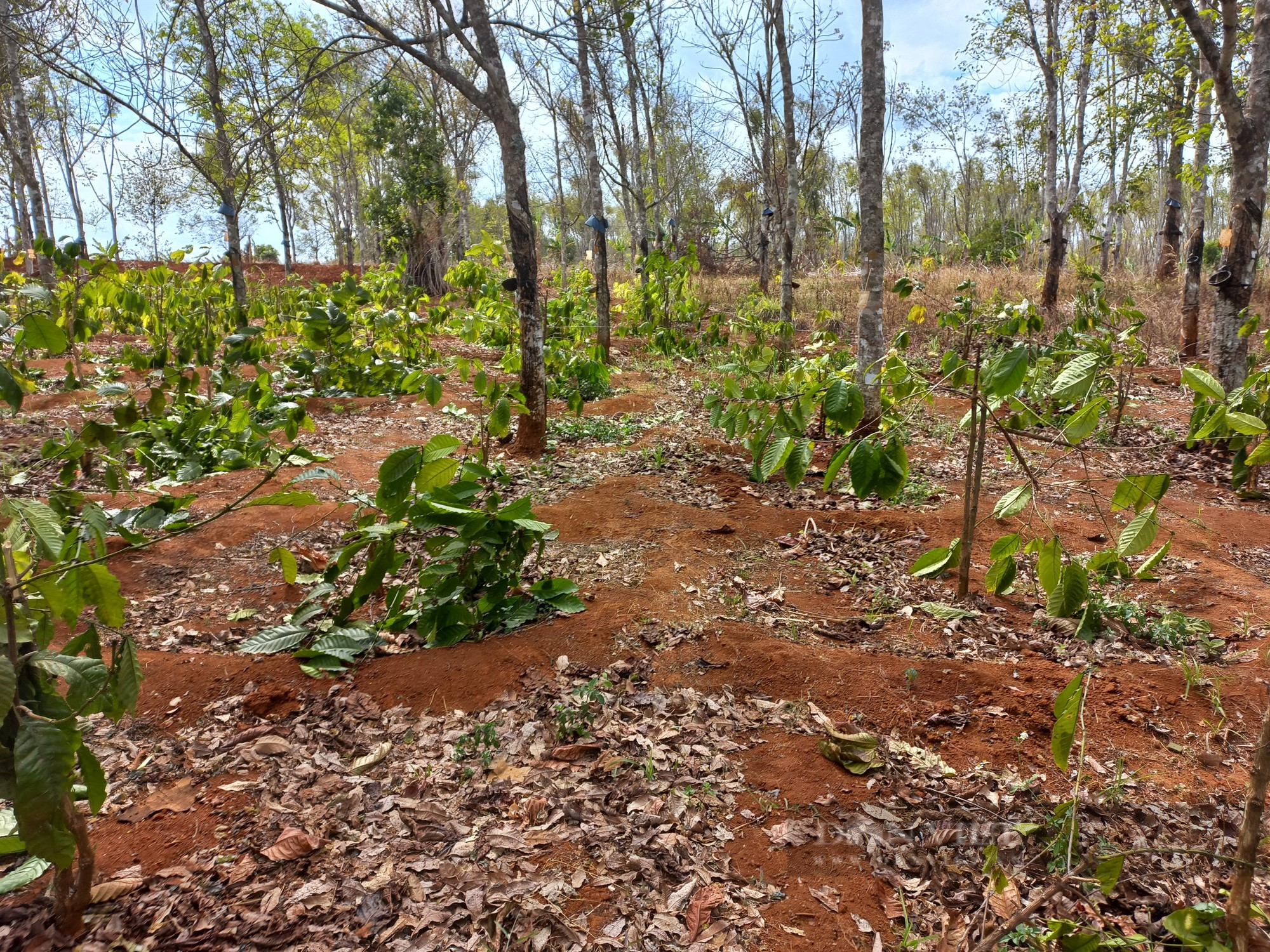 Hơn 1.000 cây cà phê ở Gia Lai bị chặt phá, nghi do tranh chấp đất đai - Ảnh 3.