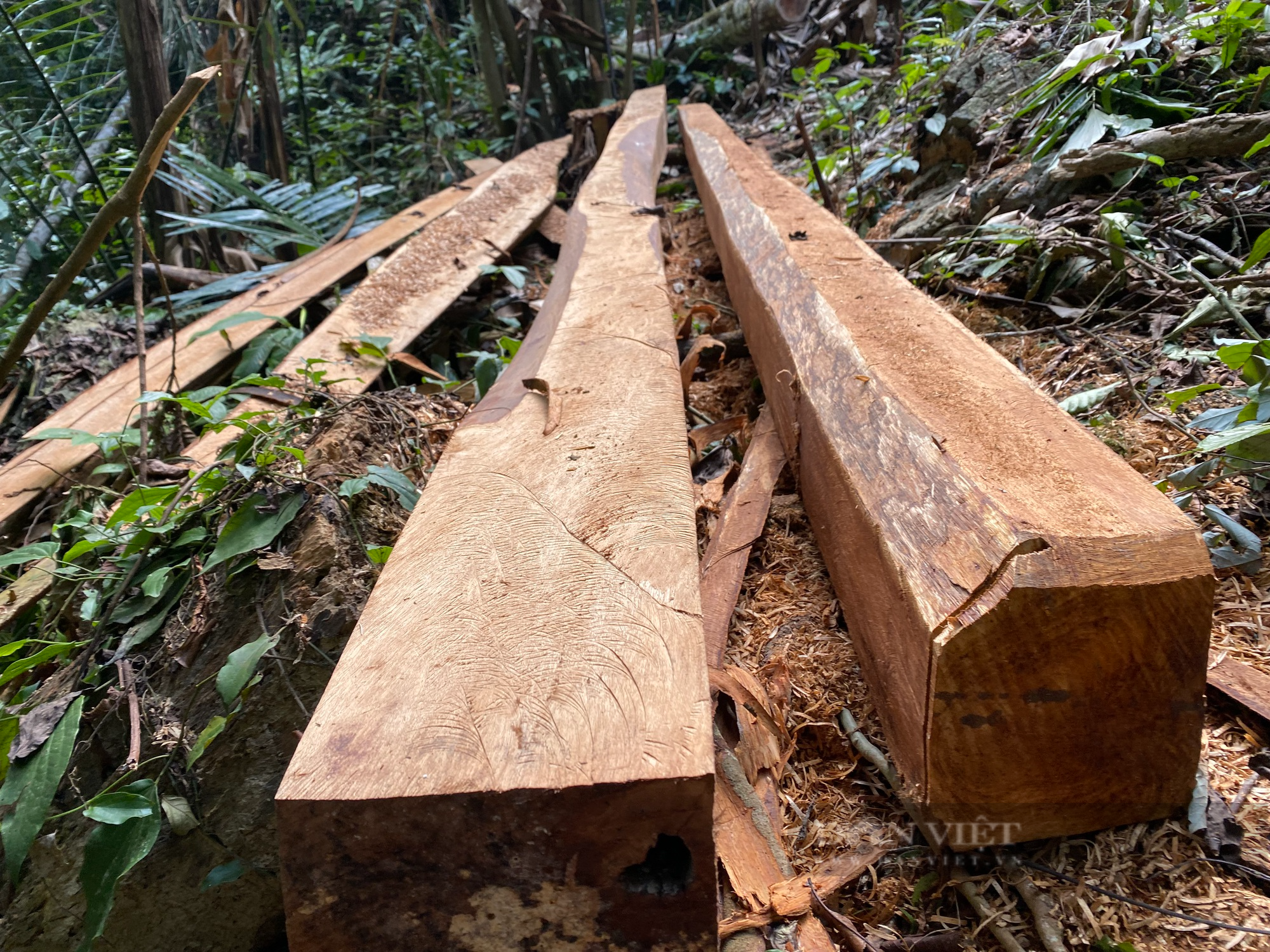 Chủ tịch Uỷ ban nhân dân tỉnh Lai Châu chỉ đạo xử lý nghiêm vụ phá rừng ở Sìn Hồ - Ảnh 2.