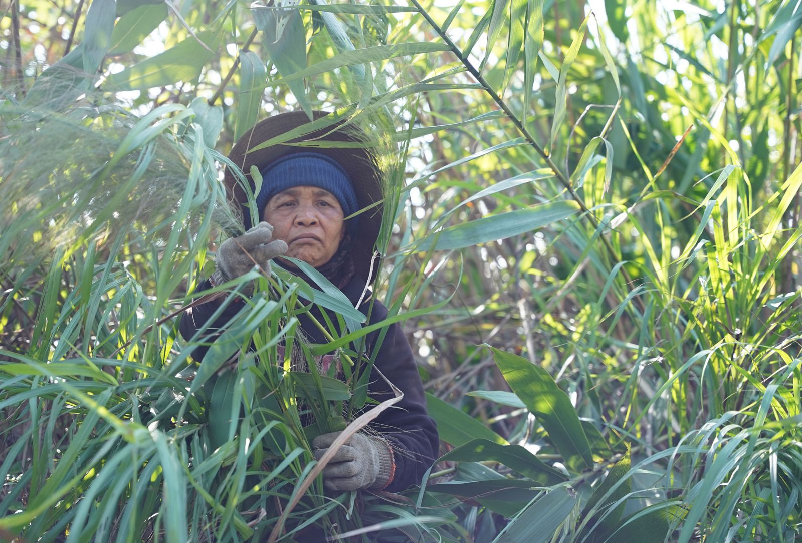 Vùng đất phía Tây của TT-Huế, dân lên đồi nhổ bông cỏ dại mang cân bán, kiếm thêm tiền khi nông nhàn - Ảnh 4.