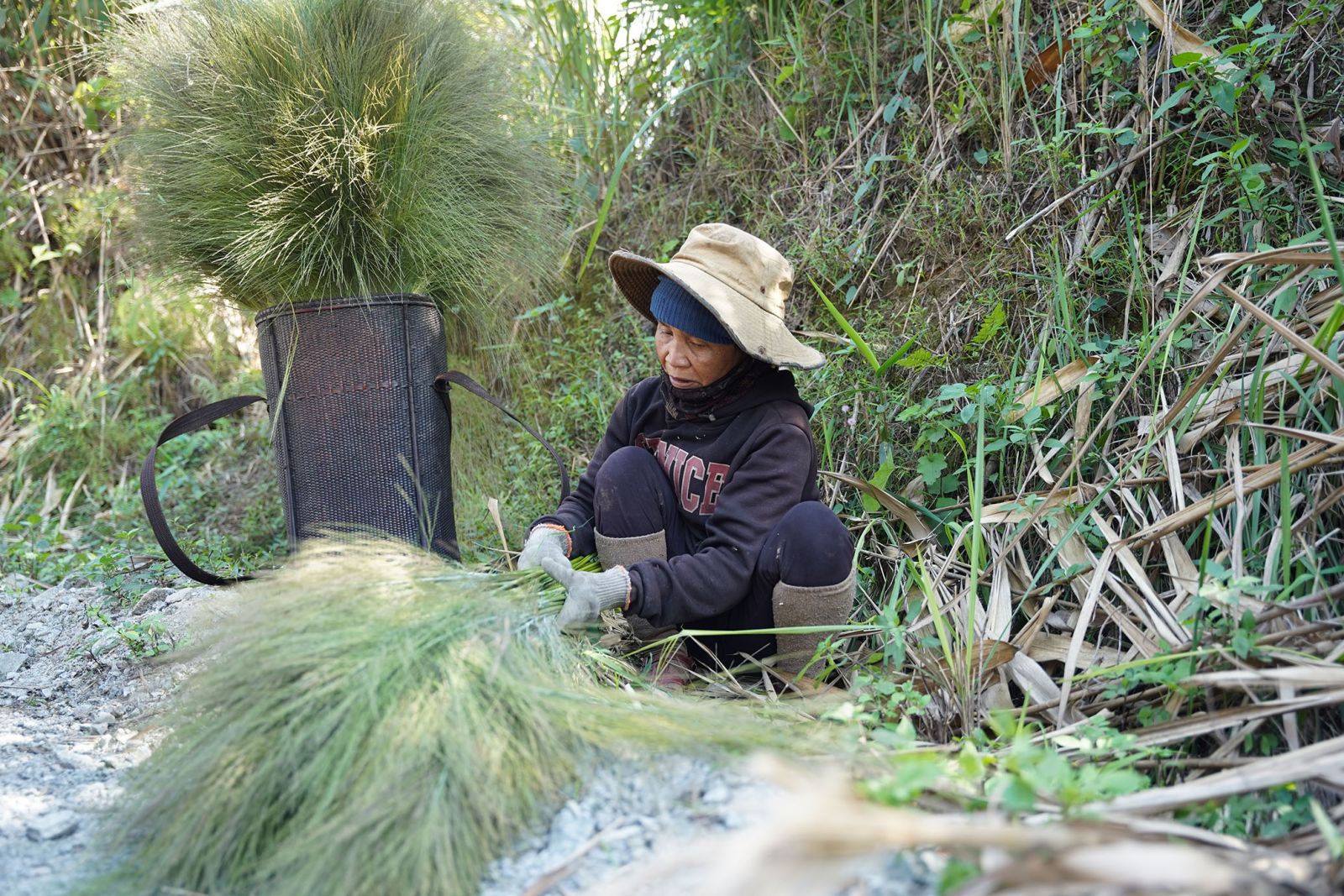 Vùng đất phía Tây của TT-Huế, dân lên đồi nhổ bông cỏ dại mang cân bán, kiếm thêm tiền khi nông nhàn - Ảnh 1.