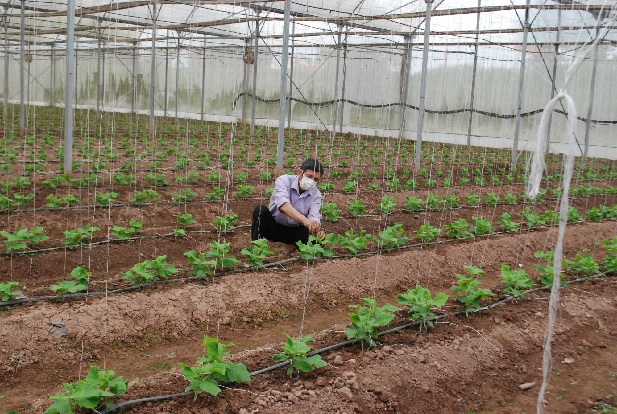Chưa có dấu hiệu &quot;hạ nhiệt&quot;, nông dân Phú Thọ chia sẻ cách sử dụng phân bón tiết kiệm, tăng năng suất cây trồng - Ảnh 1.