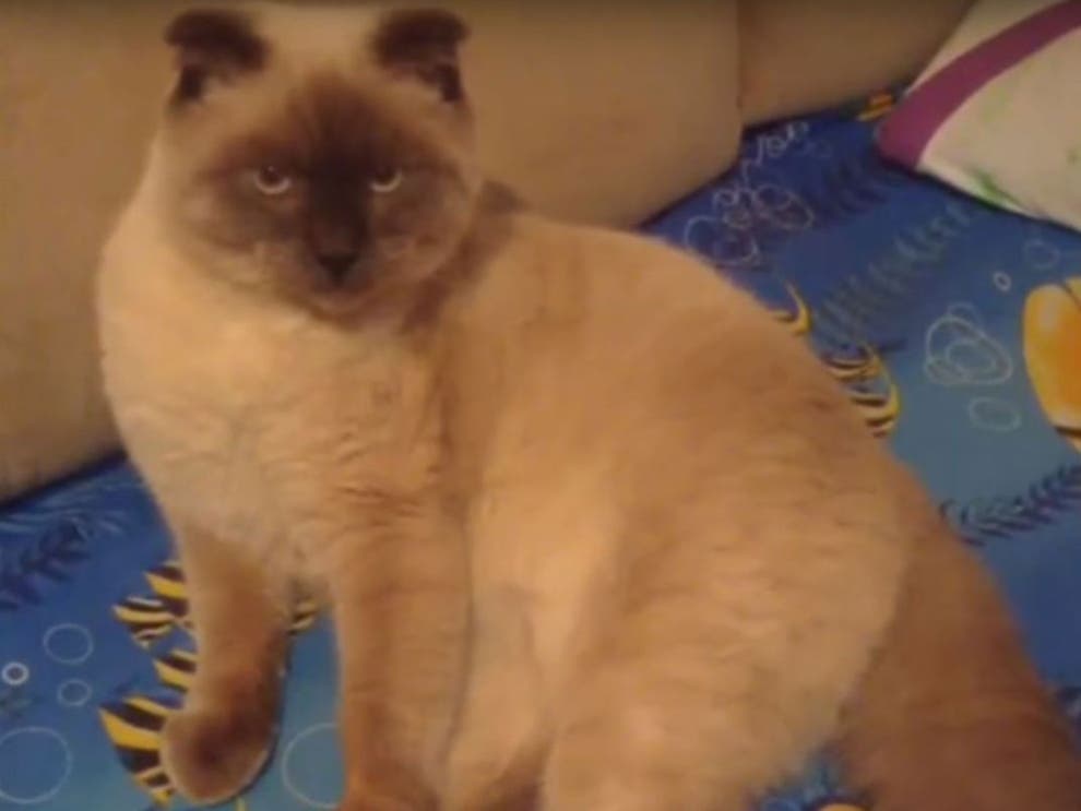 Kỳ lạ mèo tranh cử chức thị trưởng tại Siberian - Ảnh 1.