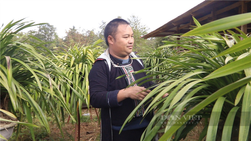 Trồng hoa địa lan giúp đồng bào người Mông Lào Cai vươn lên thoát nghèo - Ảnh 2.