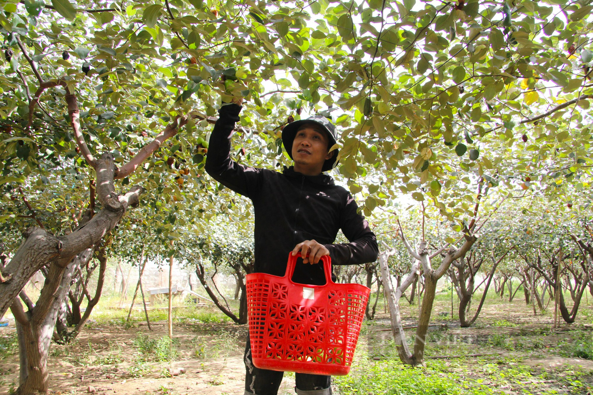 Giá táo cuối vụ tăng cao, nhiều nông dân Ninh Thuận phấn khởi vì thu lãi lớn - Ảnh 5.