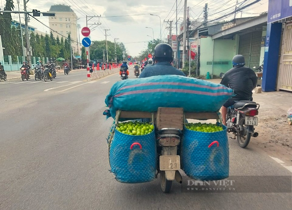 Giá táo cuối vụ tăng cao, nhiều nông dân Ninh Thuận phấn khởi vì thu lãi lớn - Ảnh 7.