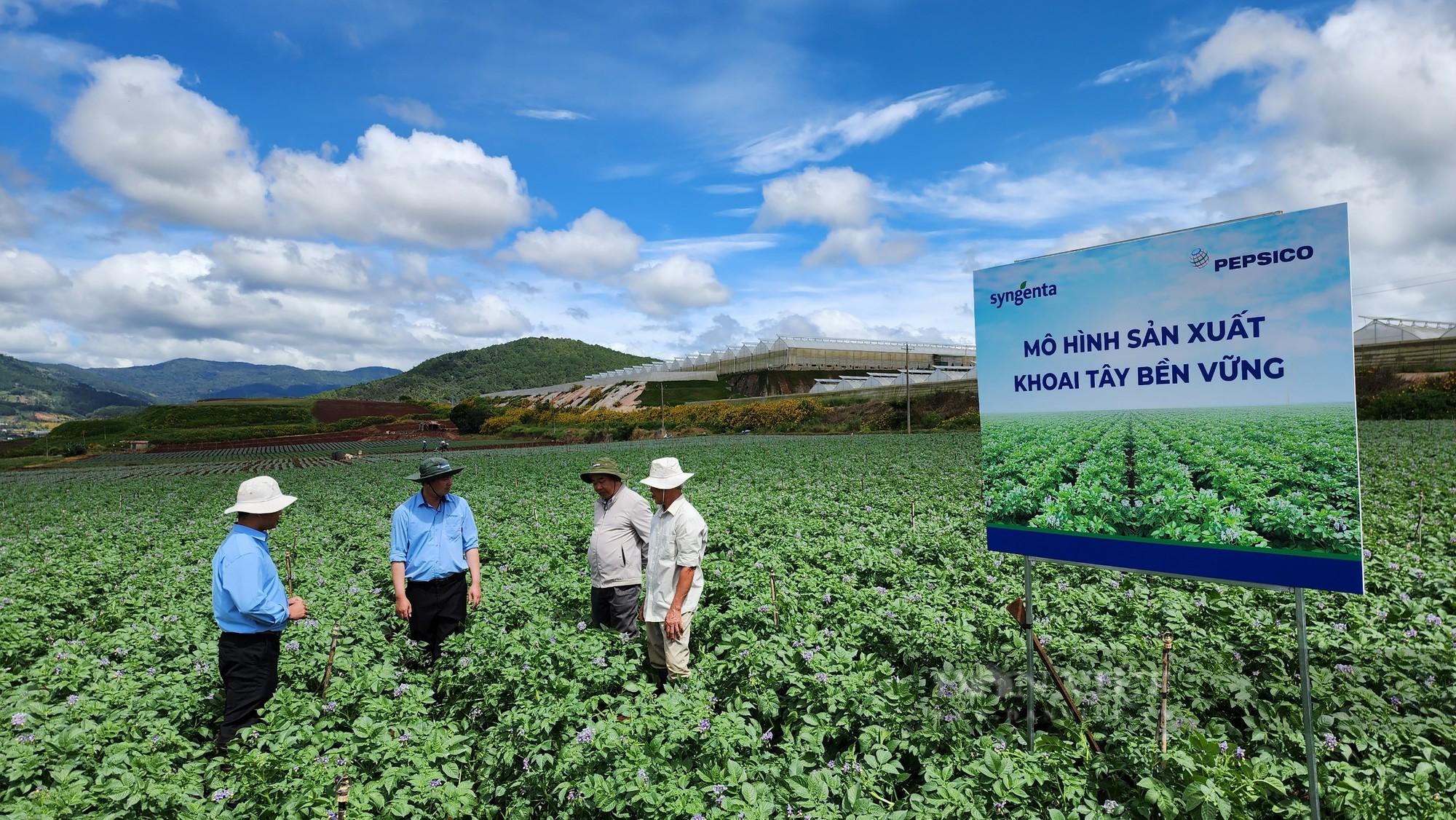 Liên kết trồng khoai tây với Syngenta và Pepsico, nông dân thu lãi cả trăm triệu đồng - Ảnh 1.