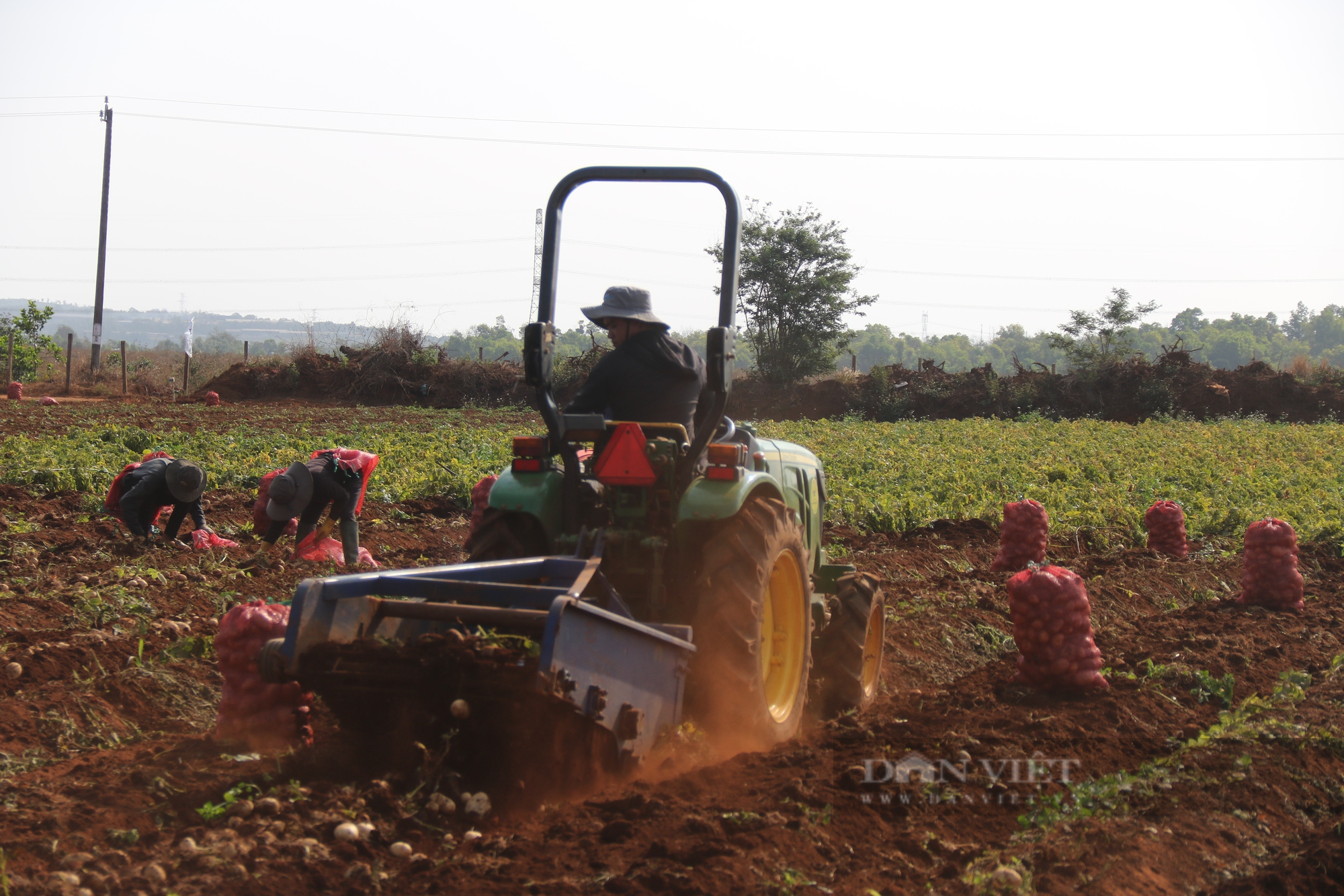 Liên kết trồng khoai tây với Syngenta và Pepsico, nông dân thu lãi cả trăm triệu đồng - Ảnh 2.