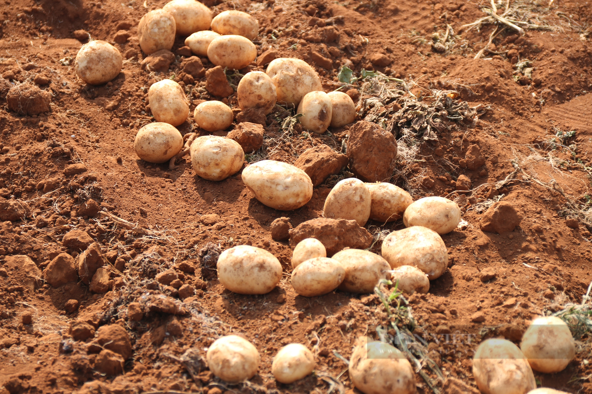 Liên kết trồng khoai tây với Syngenta và Pepsico, nông dân thu lãi cả trăm triệu đồng - Ảnh 4.