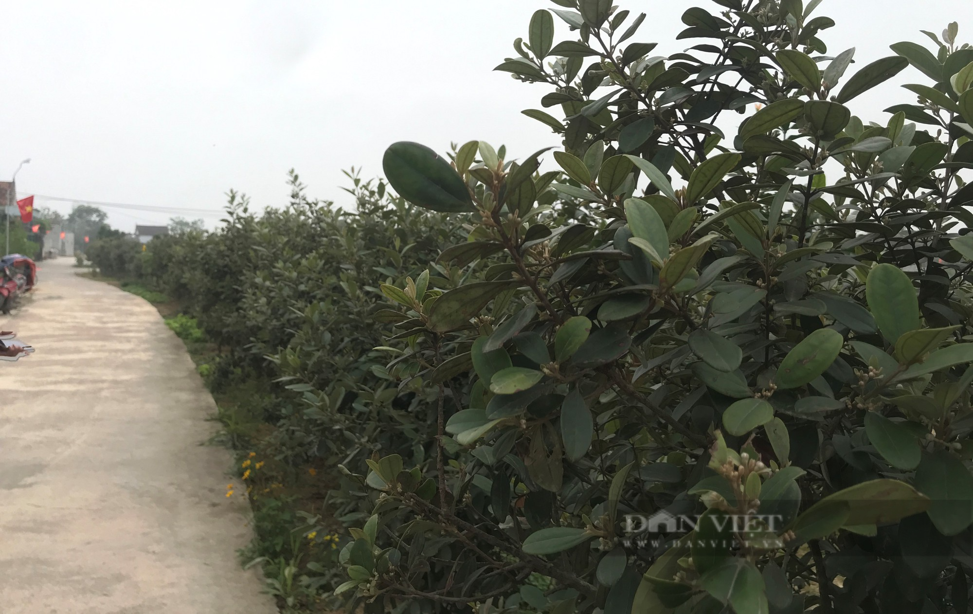 Dân xã này ở Nghệ An lên núi đào loại cây dại về trồng, đường nông thôn mới đẹp như tranh vẽ - Ảnh 2.