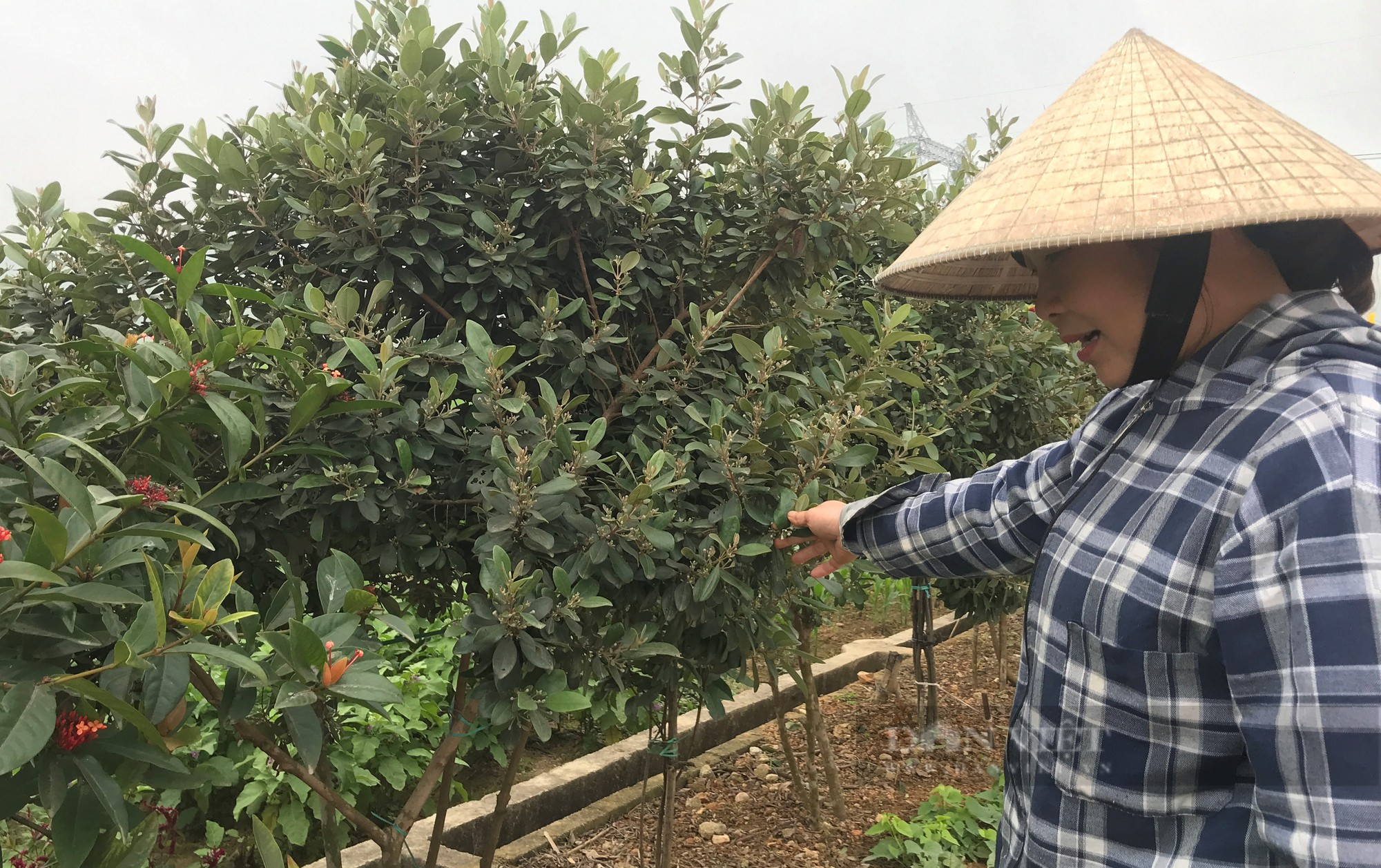 Dân xã này ở Nghệ An lên núi đào loại cây dại về trồng, đường nông thôn mới đẹp như tranh vẽ - Ảnh 6.