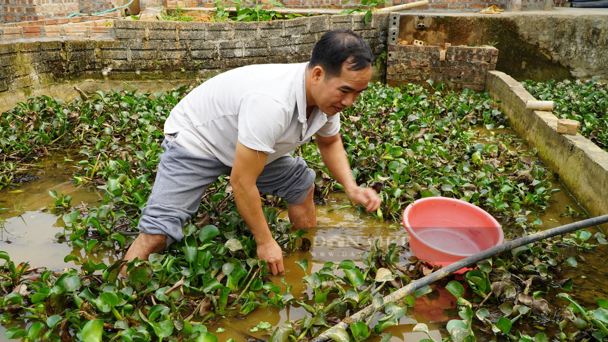 Nuôi ốc dưới nước, chồn nhung trên cạn, nông dân Hà Giang thu hàng trăm triện mỗi năm - Ảnh 1.