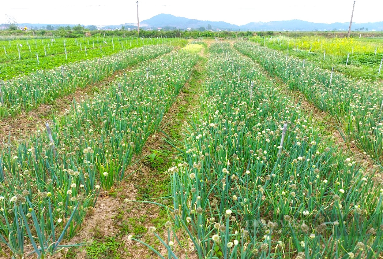 Say đắm trước vẻ đẹp cánh đồng hoa hành lá nở rộ một màu trắng ngút ngàn ở Hà Tĩnh  - Ảnh 7.