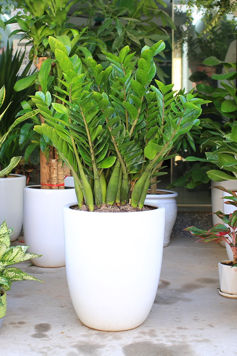 6 loại cây cảnh siêu chịu bóng, dễ trồng mà không cần nắng, trồng trong nhà mà có thể cao tới 2 mét - Ảnh 5.