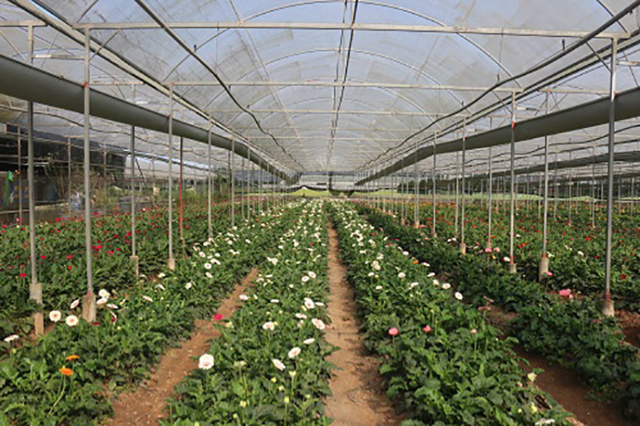 Choáng ngợp một trang trại ở Hà Nội mỗi năm hái 600 tấn rau hữu cơ, doanh thu 100 tỷ đồng - Ảnh 2.