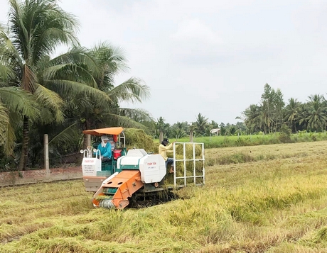 Thứ rác này xưa dân vứt đầy đồng ở Vĩnh Long nay hóa ra lại có giá, cứ gom bao nhiêu là bán hết sạch - Ảnh 3.