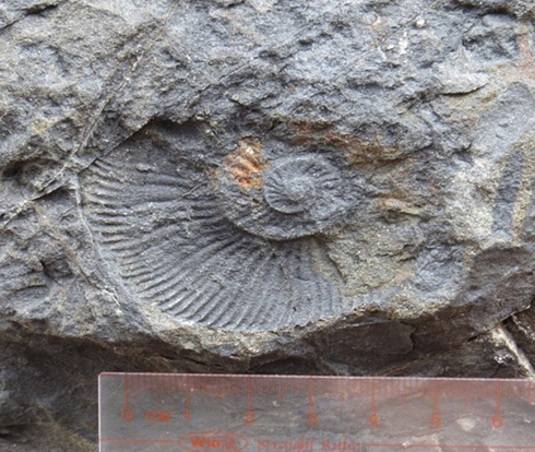 Một hòn đảo ở Khánh Hòa đẹp lạ, thu hút bởi vách đá hình thù kỳ dị, có hóa thạch triệu năm - Ảnh 6.