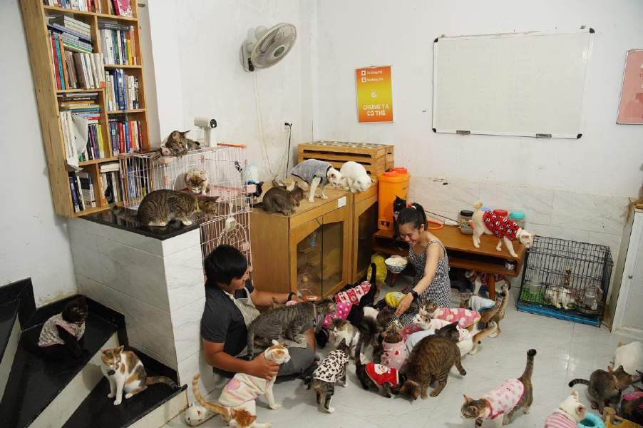 Cô gái Lâm Đồng dùng tiền cưới lập trạm cứu hộ cho những chú mèo hoang - Ảnh 2.