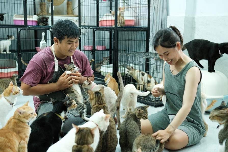 Cô gái Lâm Đồng dùng tiền cưới lập trạm cứu hộ cho những chú mèo hoang - Ảnh 3.