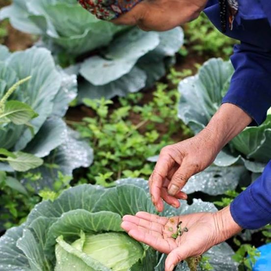 Choáng ngợp một trang trại ở Hà Nội mỗi năm hái 600 tấn rau hữu cơ, doanh thu 100 tỷ đồng - Ảnh 1.