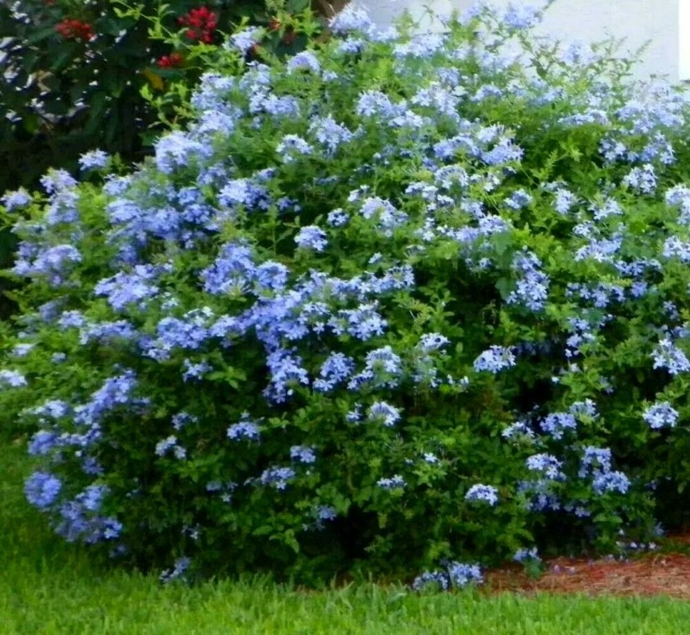 Đầu xuân, chăm sóc ngay cây cảnh này để nhà bạn có &quot;biển&quot; hoa xanh biếc, đẹp sững sờ - Ảnh 7.