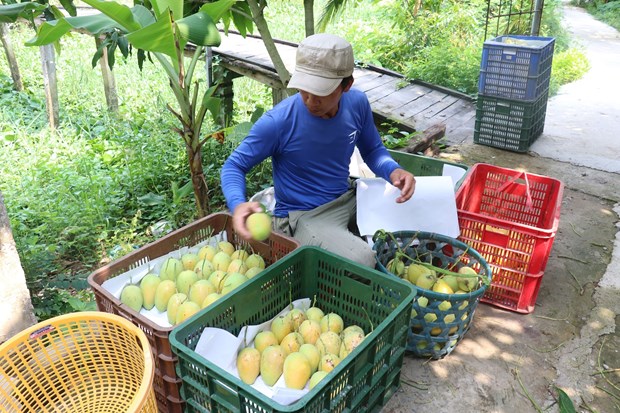 Loại quả giàu Vitamin C này ở Đồng Tháp tăng giá tốt chả kém sầu riêng, nhà nào hái bán là trúng lớn - Ảnh 2.