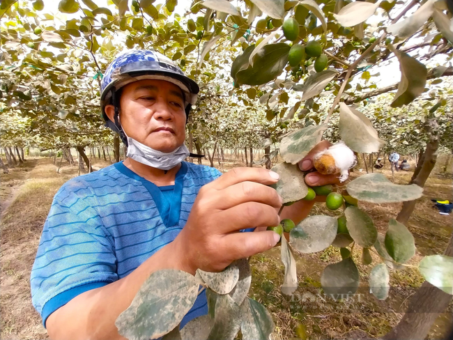 Vụ táo bị “bão bụi” cao tốc  Bắc – Nam tấn công, đề nghị Bộ GTVT chỉ đạo hỗ trợ nông dân Ninh Thuận - Ảnh 7.