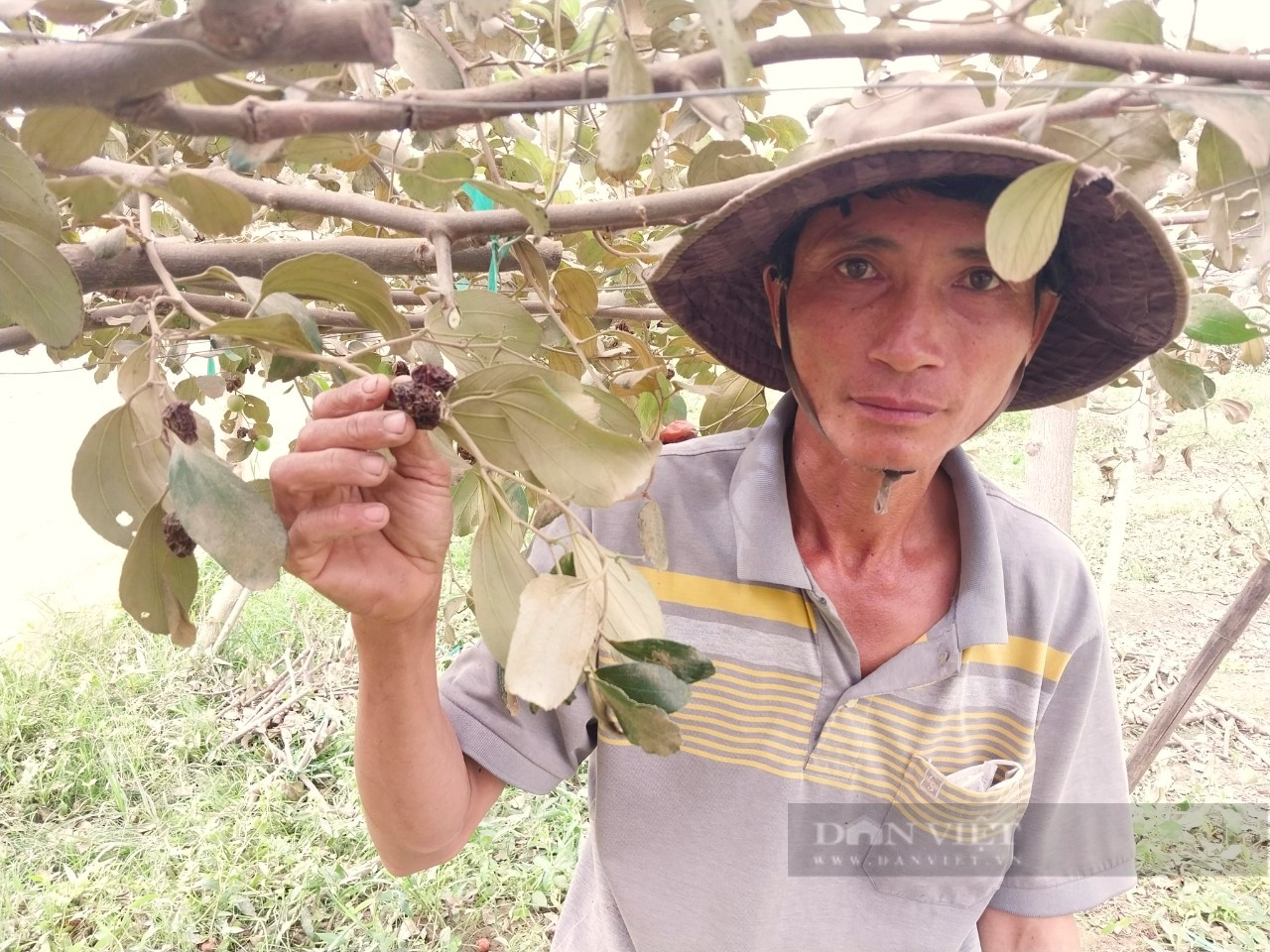 Vụ táo bị “bão bụi” cao tốc  Bắc – Nam tấn công, đề nghị Bộ GTVT chỉ đạo hỗ trợ nông dân Ninh Thuận - Ảnh 4.