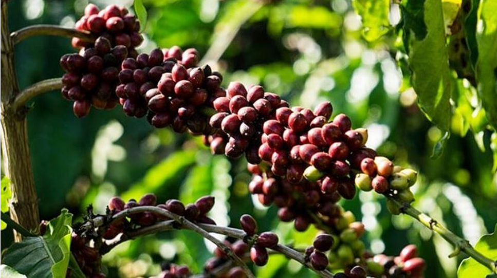 Giá cà phê trở lại xu hướng suy yếu, cà phê nội quay đầu giảm 300 đồng/kg - Ảnh 3.