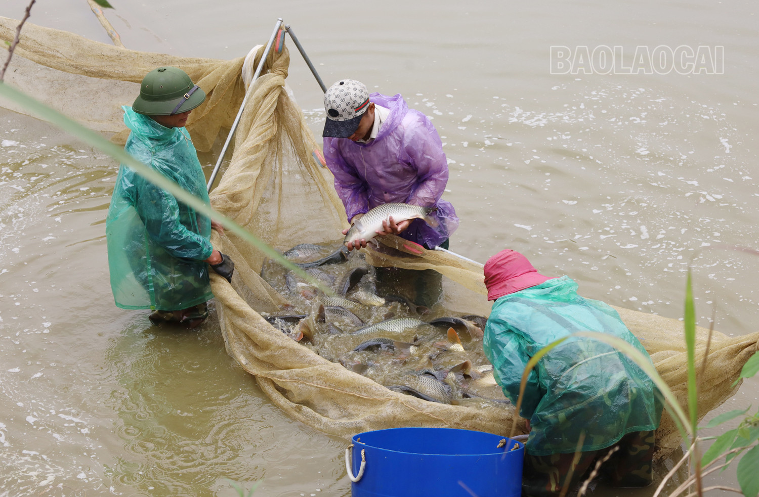 Lào Cai: Cũng là nuôi cá chép lai, nhưng đến phiên mới được tháo ao bắt cá, hoá ra là bí quyết tiêu thụ - Ảnh 1.