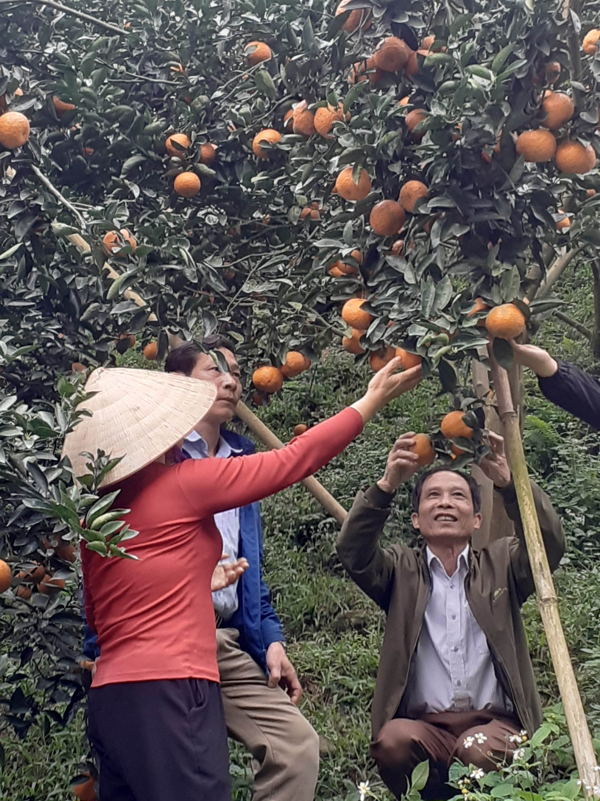 Hội nông dân Thái Nguyên chung tay hỗ trợ tiêu thụ cam sành cho nông dân Hà Giang - Ảnh 2.