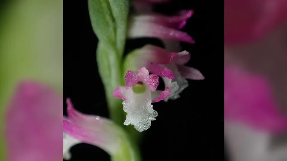 NÓNG: Tìm thấy loài hoa phong lan mới có cánh hồng và trắng mong manh như &quot;dệt từ thủy tinh&quot; - Ảnh 2.