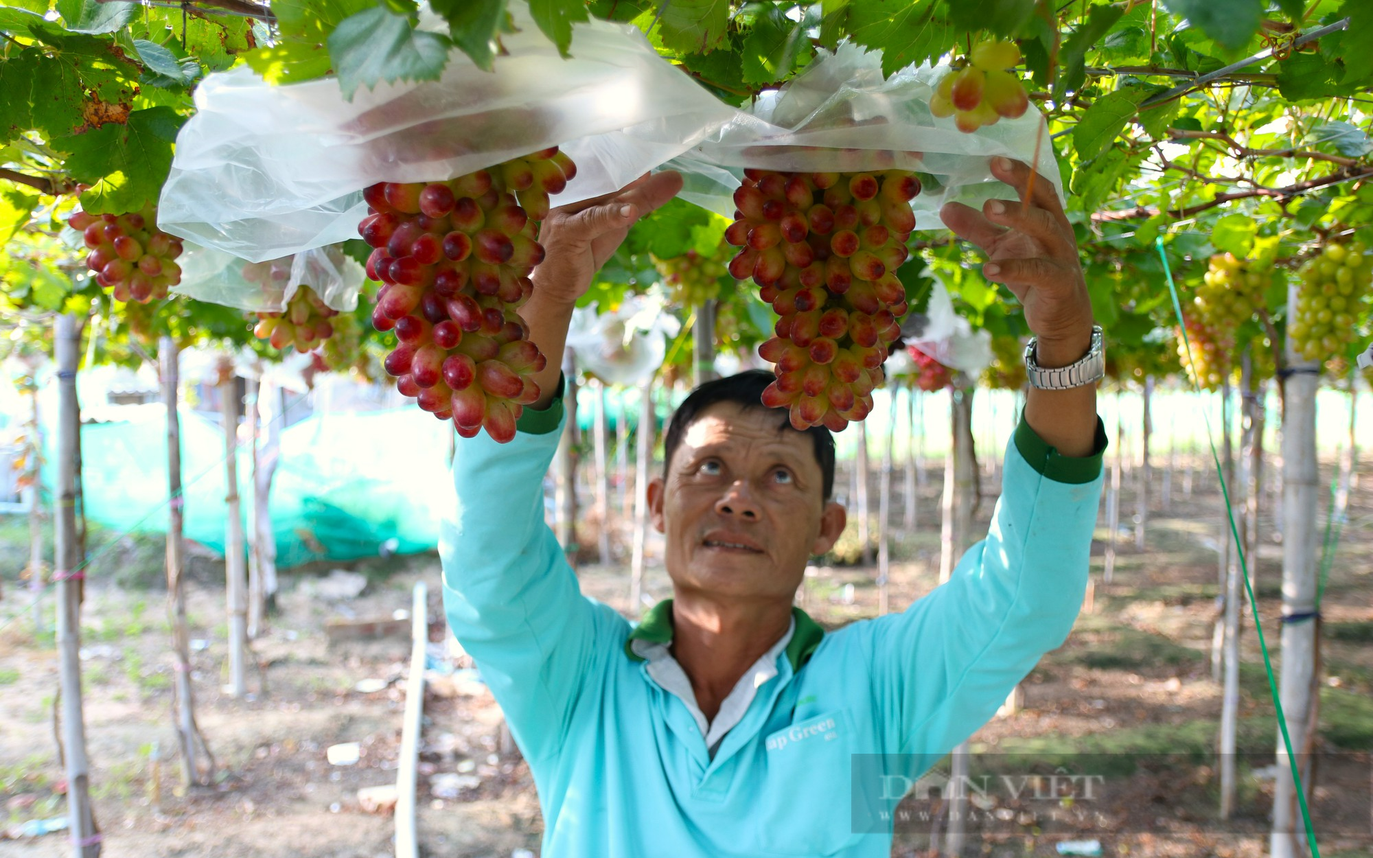 Tại sao nắng, gió lại là “đặc quyền”của tỉnh Ninh Thuận để sản xuất nông nghiệp công nghệ cao?