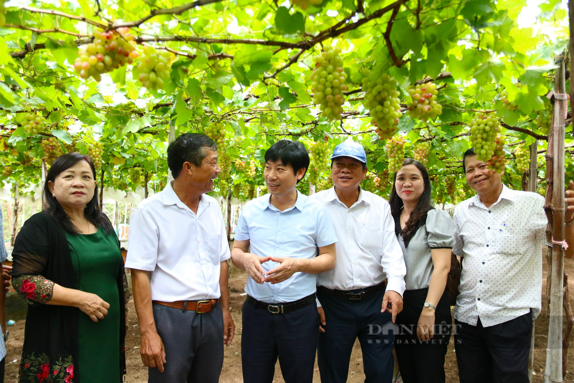 Đẩy mạnh ứng dụng công nghệ cao trong sản xuất nông nghiệp ở Ninh Thuận - Ảnh 4.