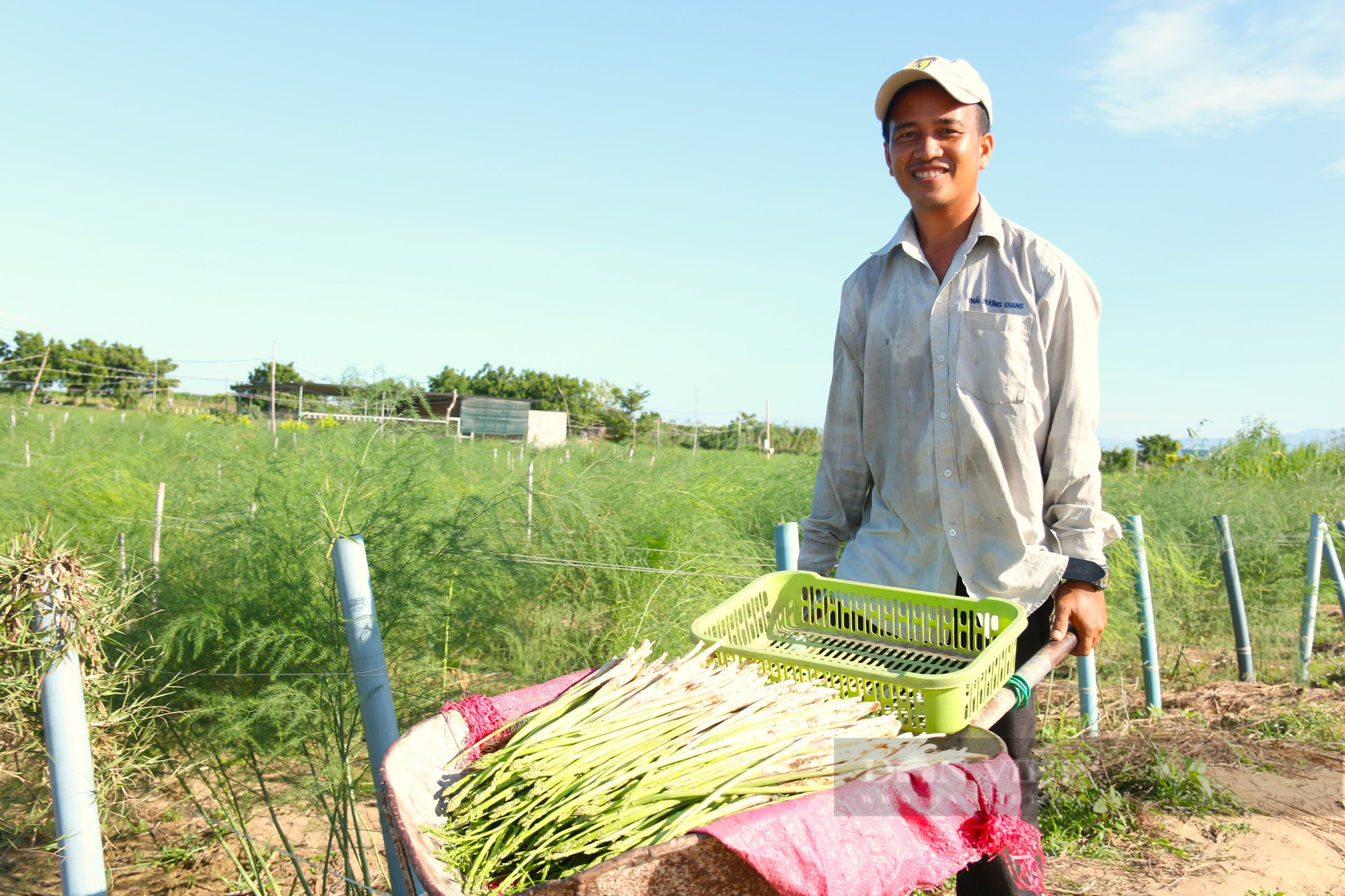 Đẩy mạnh ứng dụng công nghệ cao trong sản xuất nông nghiệp ở Ninh Thuận - Ảnh 5.
