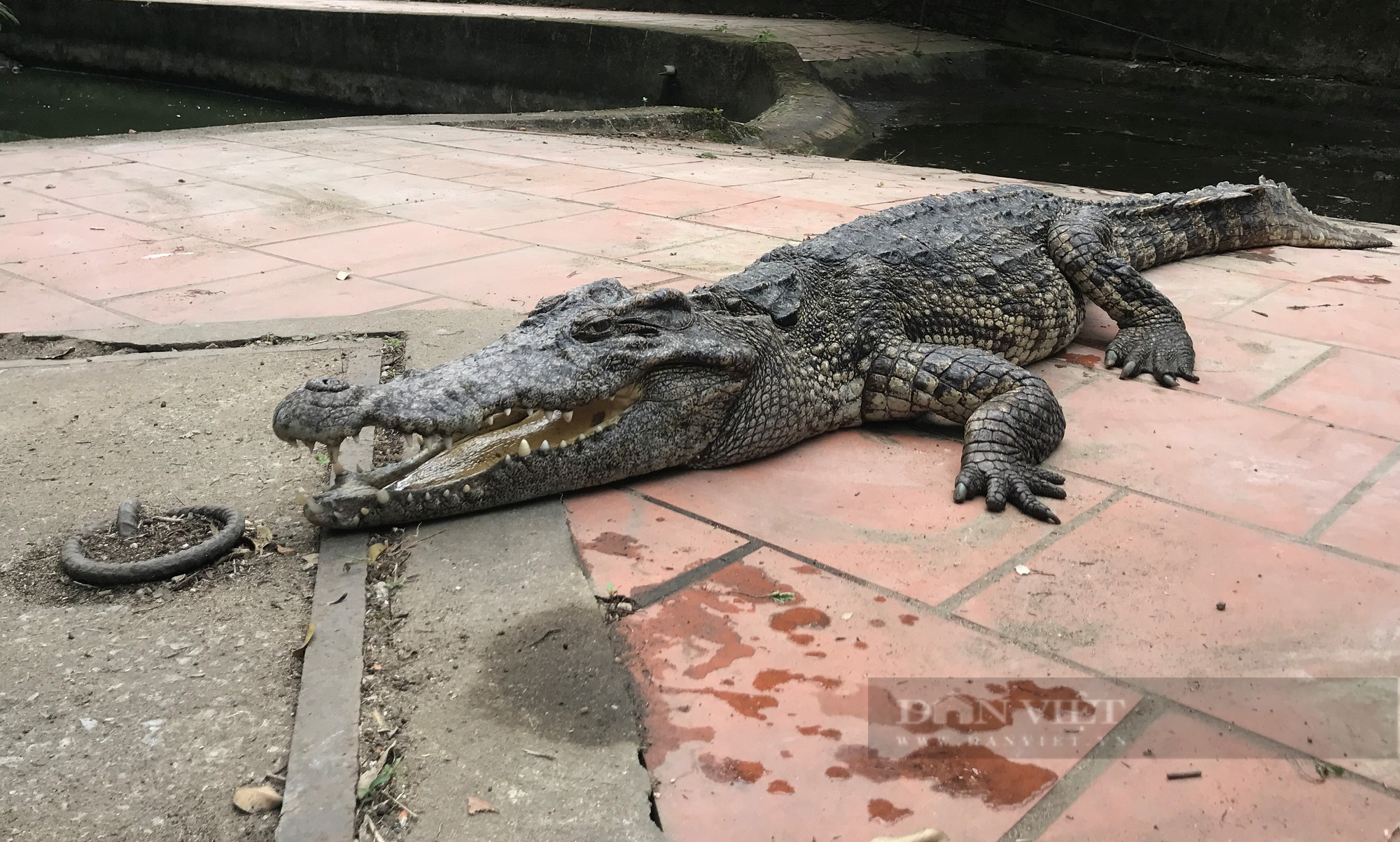 Chuyện lạ người đàn ông kết bạn và bơi cùng cá sấu khổng lồ trong suốt 23  năm  Tin nhanh chứng khoán