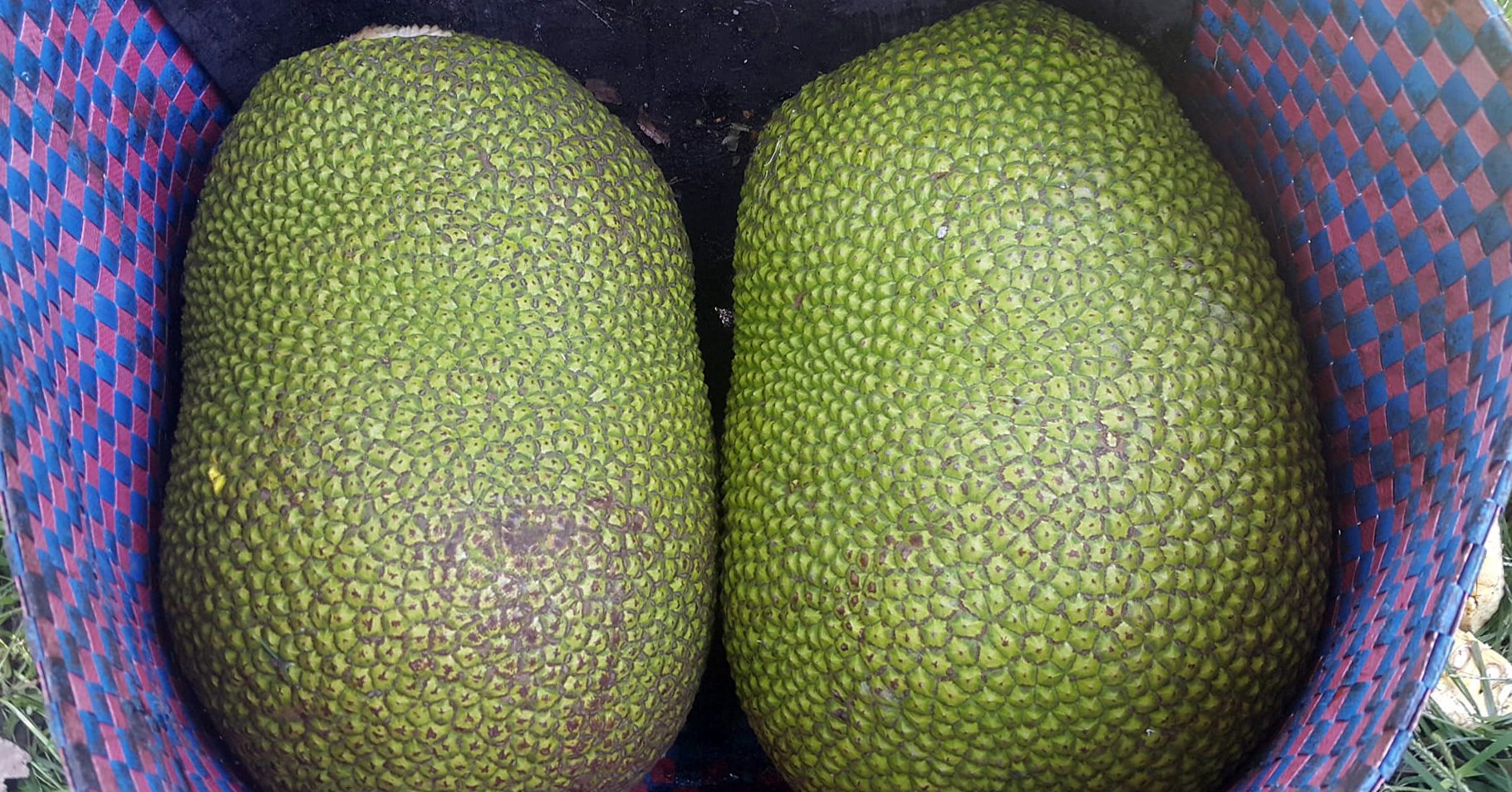 The price of jackfruit has increased, which type of organic fertilizer is good for Thai jackfruit trees?