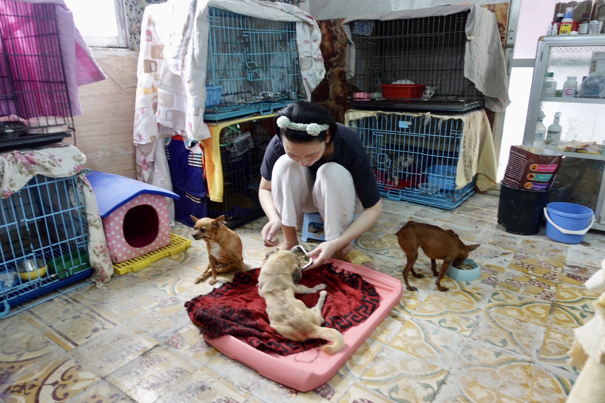 “Mái ấm tình thương” của những thú cưng bị bỏ rơi ở Hà Nội - Ảnh 1.