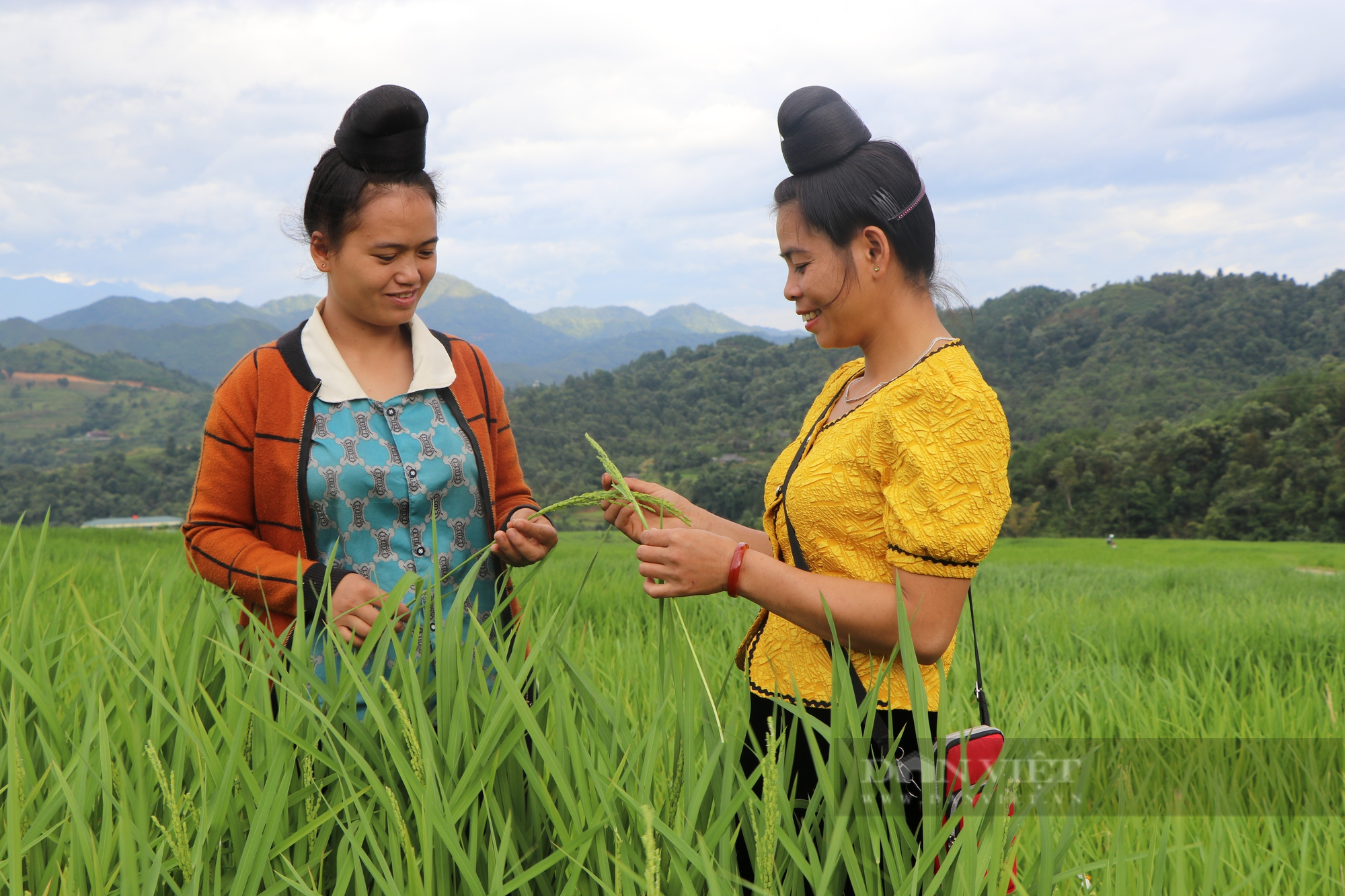 Lai Châu: Giống lúa được trồng ở độ cao 600 mét, cho ra thứ hạt &quot;ngọc trời&quot; nổi tiếng khắp vùng Tây Bắc  - Ảnh 1.