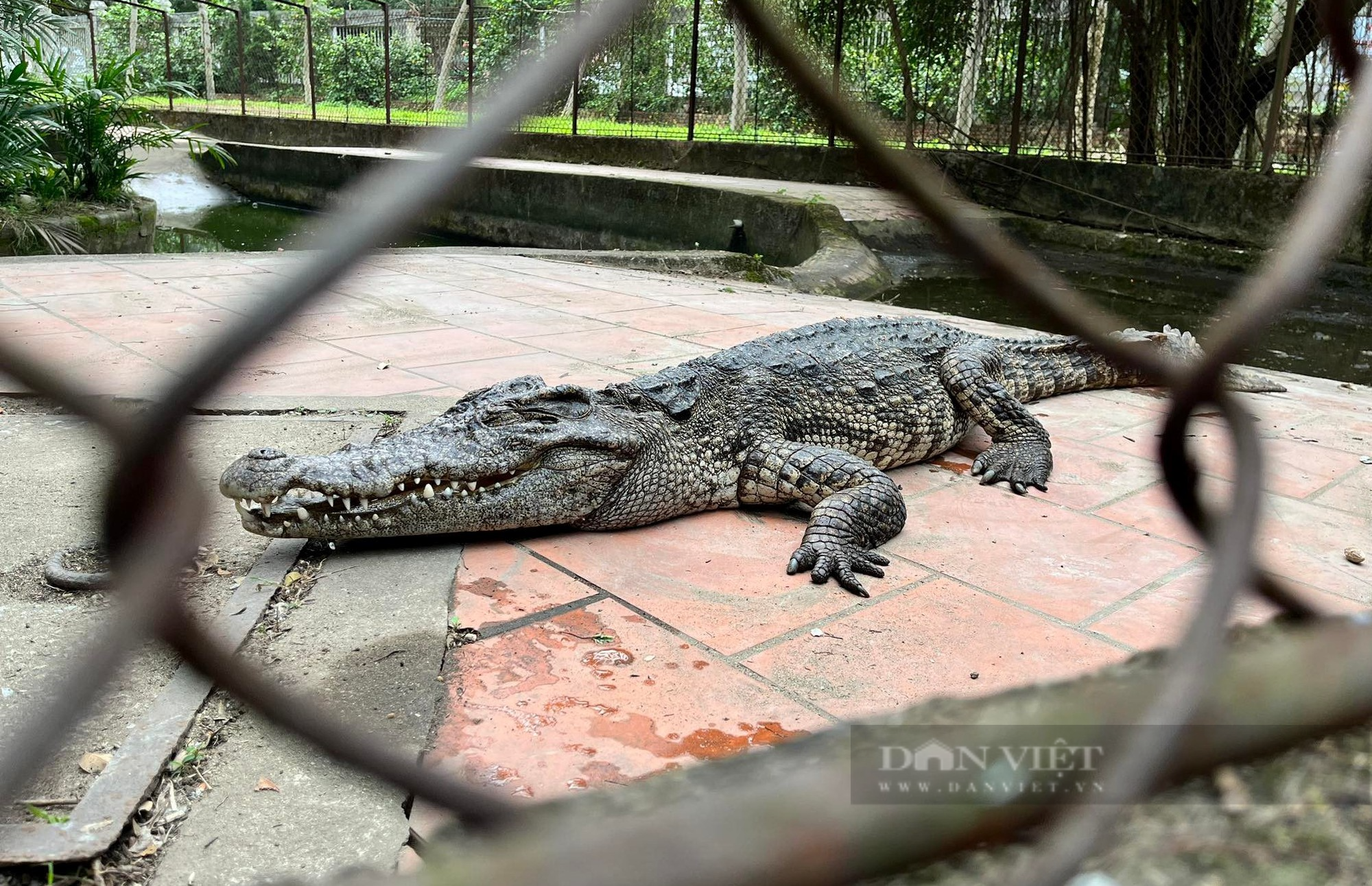 Nghệ An: Clip: Cận cảnh đàn cá sấu tại công viên lớn nhất thành phố Vinh - Ảnh 5.