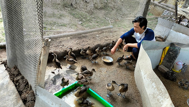 Đăng ký với ngành chức năng nuôi loài chim le le, anh nông dân Đồng Tháp bán 240.000 đồng/con - Ảnh 1.