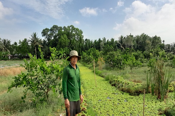 Đào rãnh trong vườn cây ăn trái thả nuôi con chỉ ăn bèo, ngờ đâu ông nông dân Hậu Giang kiếm bộn tiền - Ảnh 3.