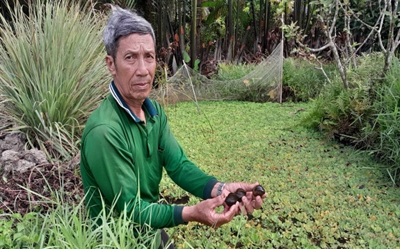 Đào rãnh trong vườn cây ăn trái thả nuôi con chỉ ăn bèo, ngờ đâu ông nông dân Hậu Giang kiếm bộn tiền