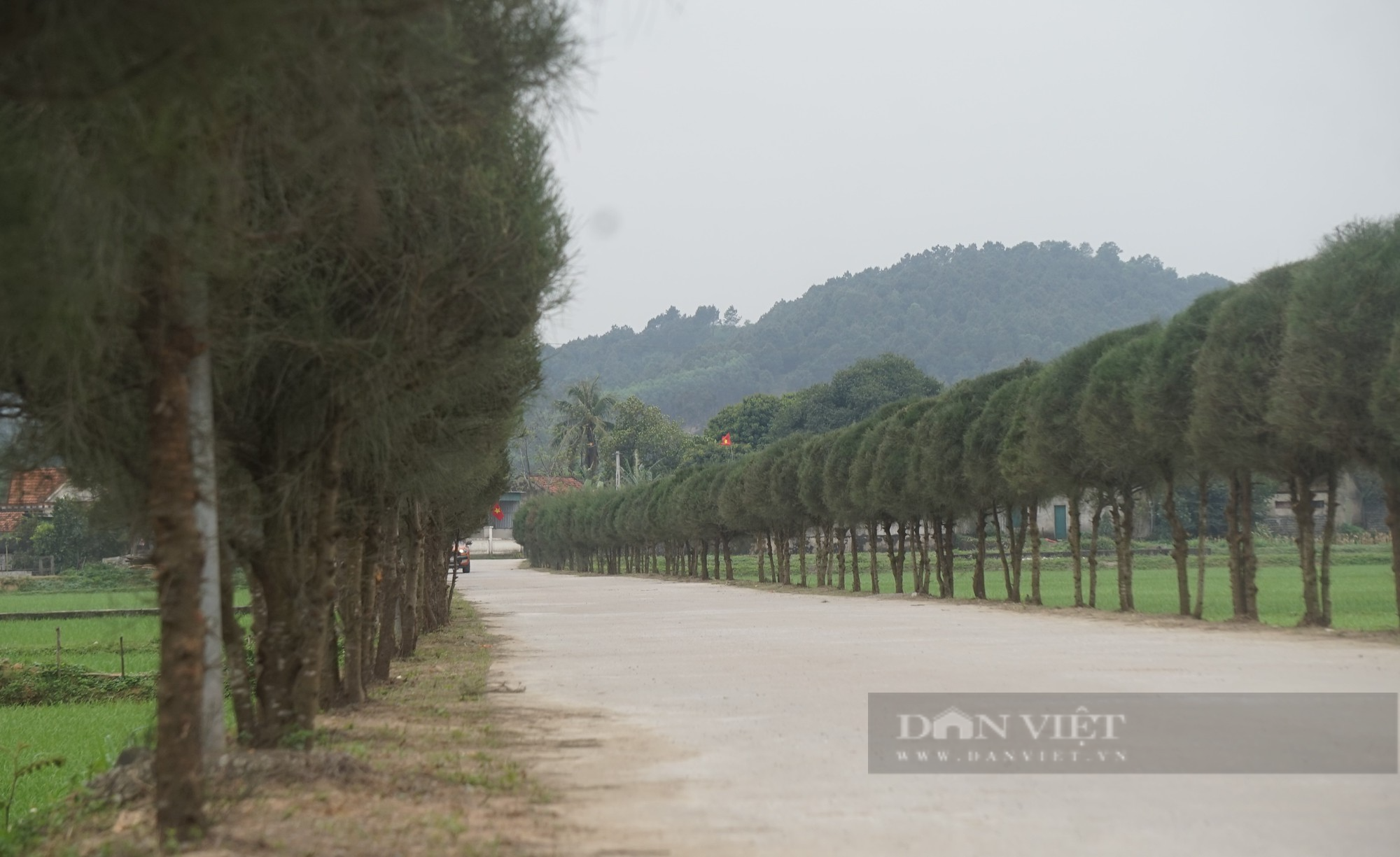 Mang loại cây chắn bão về cắt tỉa, tạo dáng trồng trên đường nông thôn mới như cây cảnh hạng sang  - Ảnh 6.