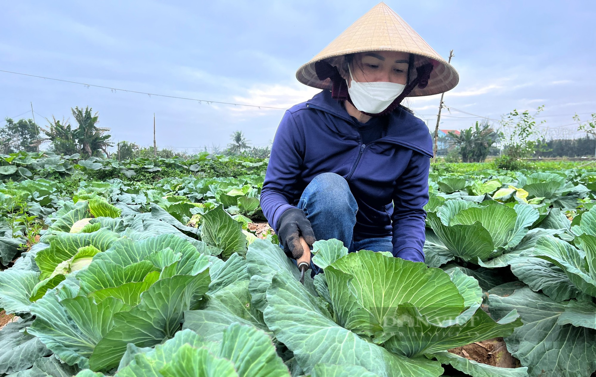 Nghệ An: Nhà nào trồng cải bắp, su hào vụ đông có ngay 8 triệu đồng mỗi sào - Ảnh 2.