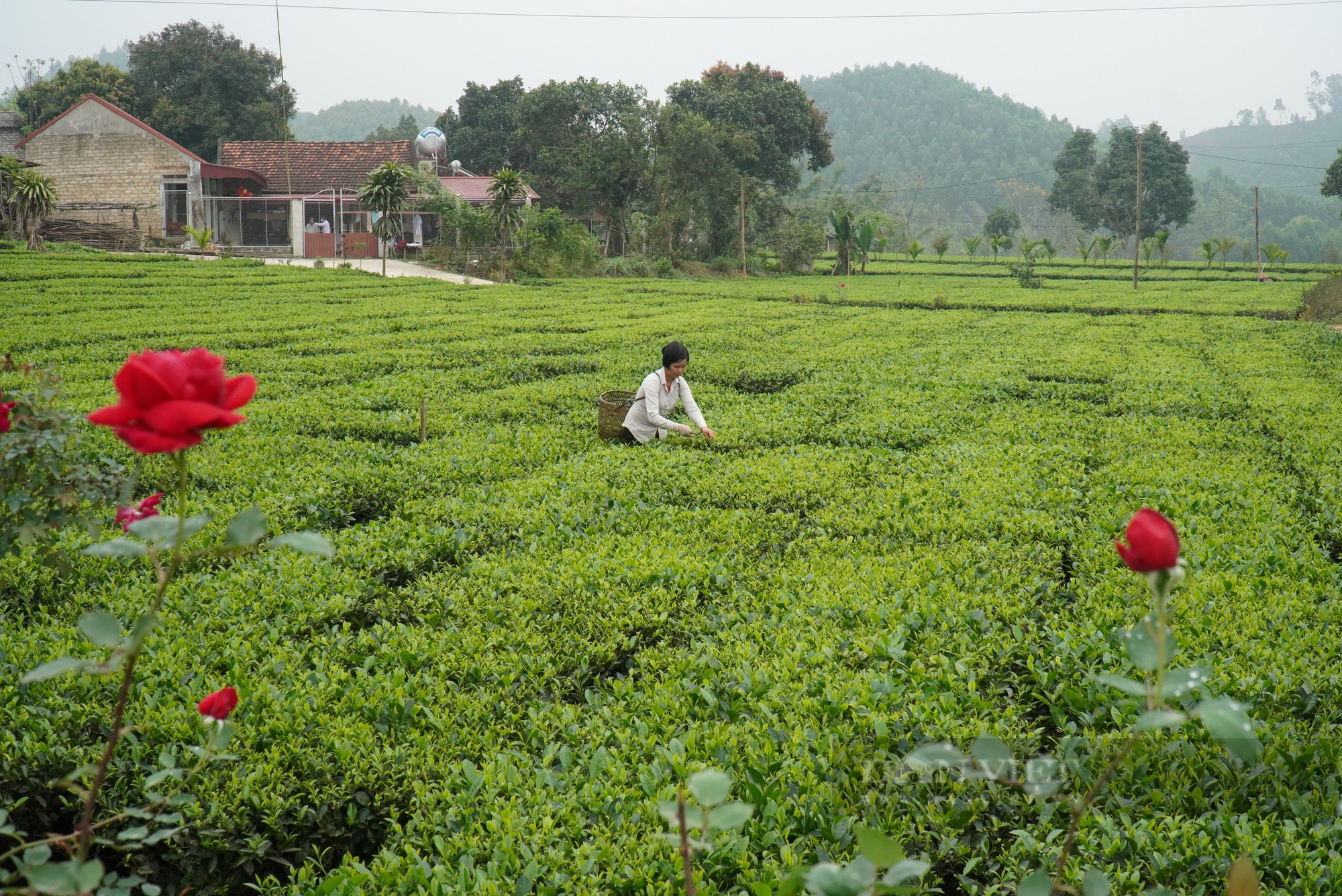 Sản phẩm du lịch sinh thái, văn hóa Bản Ven ở Bắc Giang lần đầu được công nhận OCOP 3 sao - Ảnh 2.